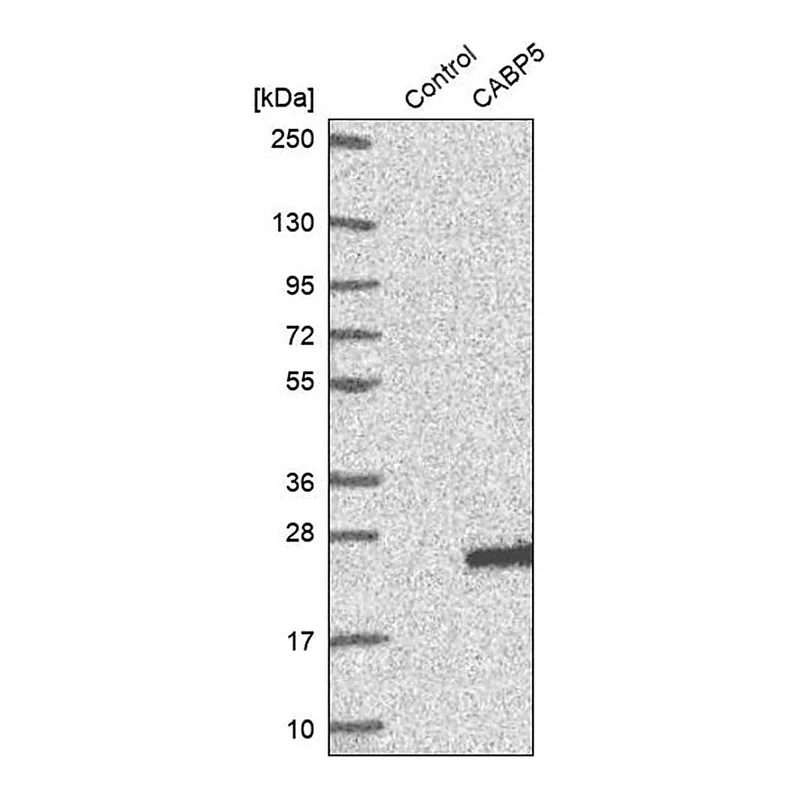 Merck Anti-CABP5 antibody produced in rabbit