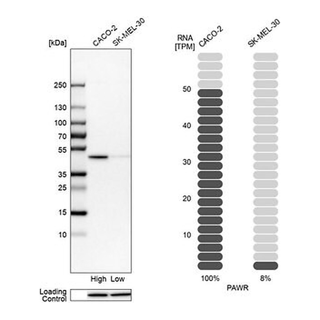Merck Anti-PAWR antibody produced in rabbit