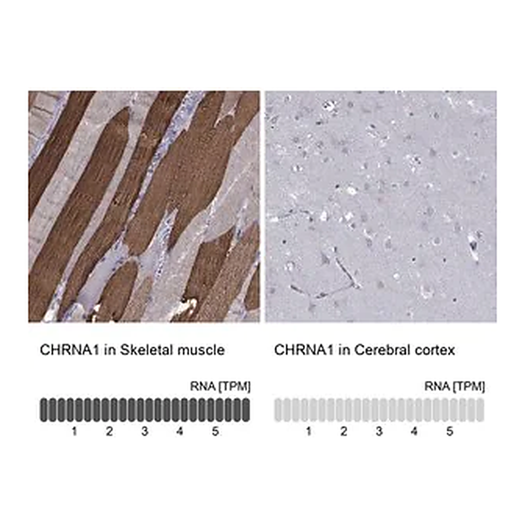 Merck Anti-CHRNA1 antibody produced in rabbit