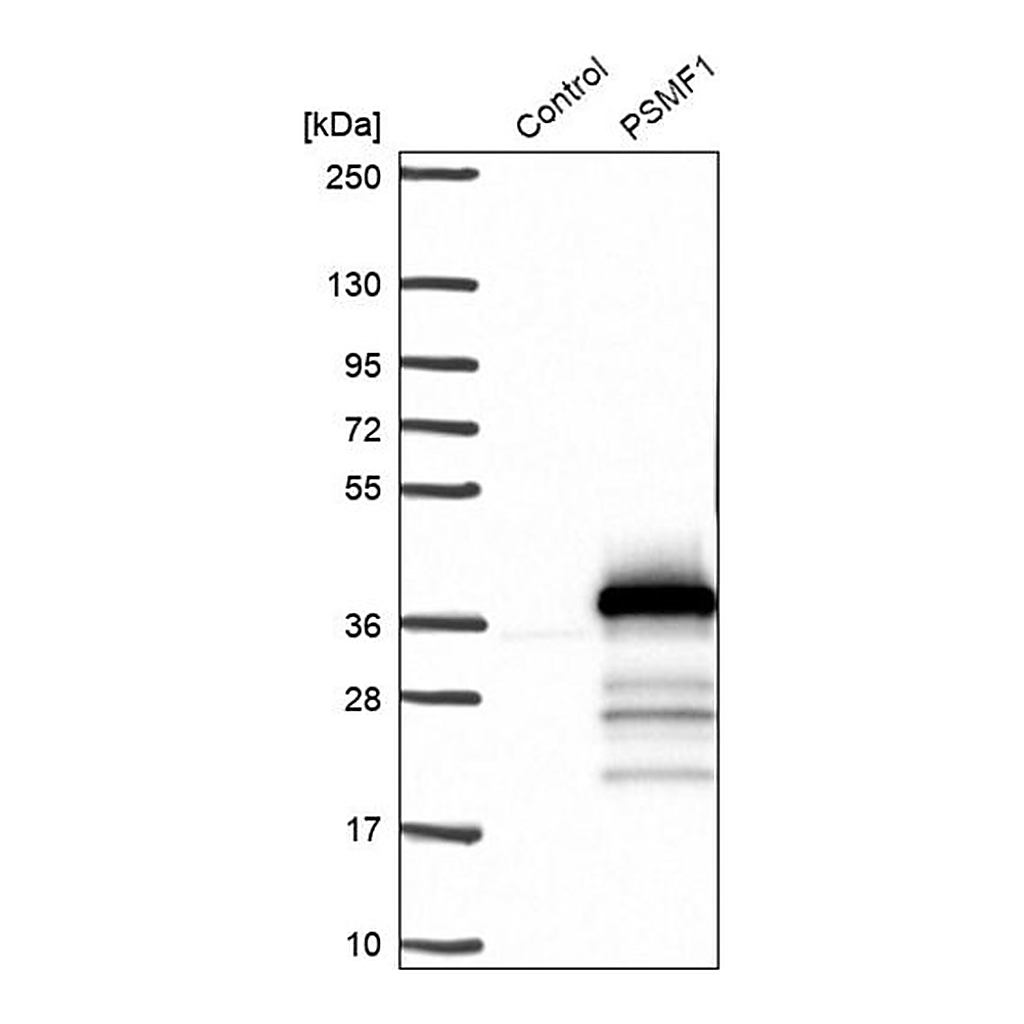 Merck Anti-PSMF1 antibody produced in rabbit