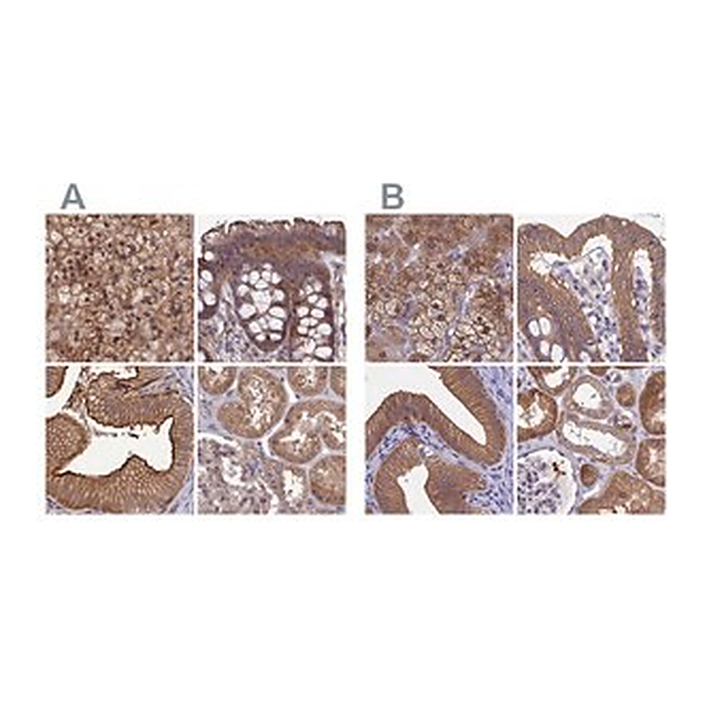 Merck Anti-STUB1 antibody produced in rabbit