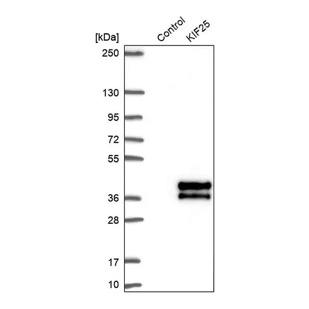 Merck Anti-KIF25 antibody produced in rabbit