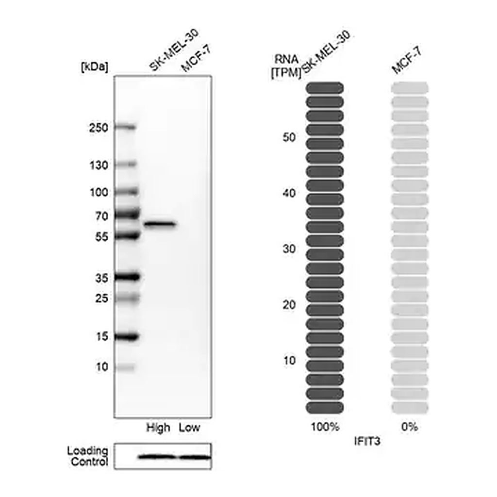 Merck Anti-IFIT3 antibody produced in rabbit
