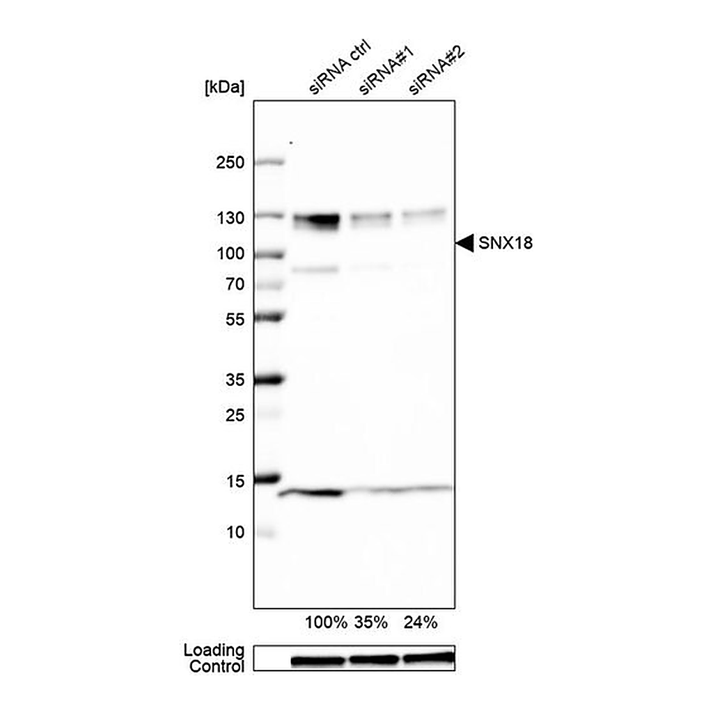 Merck Anti-SNX18 antibody produced in rabbit