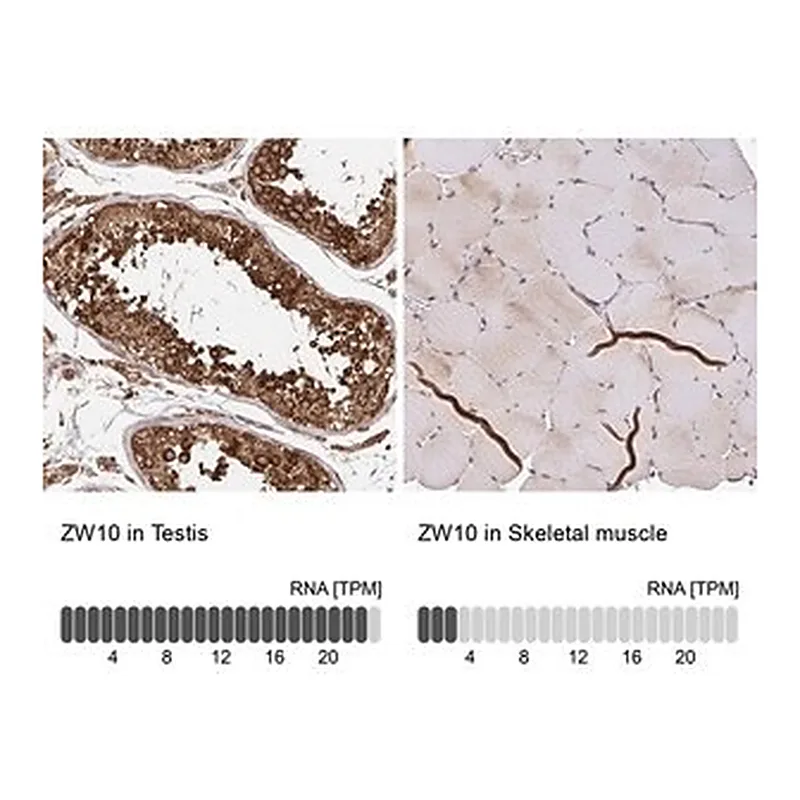 Merck Anti-ZW10 antibody produced in rabbit