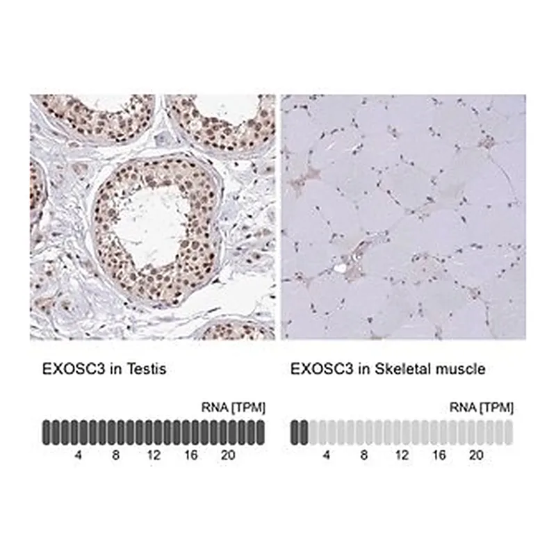 Merck Anti-EXOSC3 antibody produced in rabbit