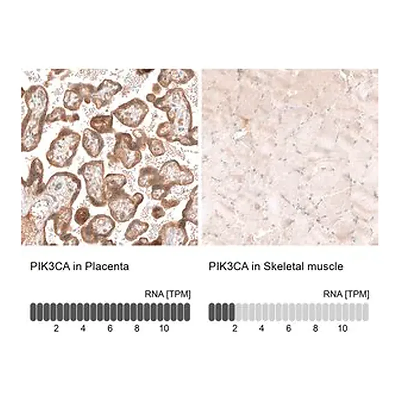 Merck Monoclonal Anti-PIK3CA antibody produced in mouse