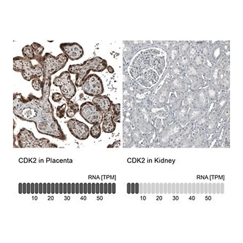 Merck Monoclonal Anti-CDK2 antibody produced in mouse