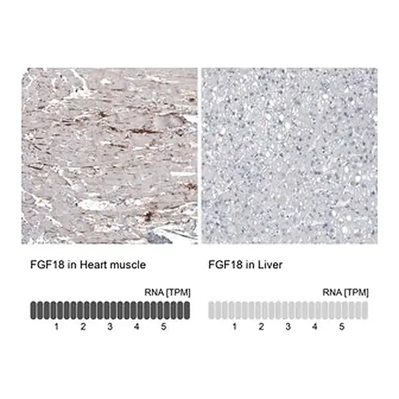 Merck Monoclonal Anti-FGF18 antibody produced in mouse