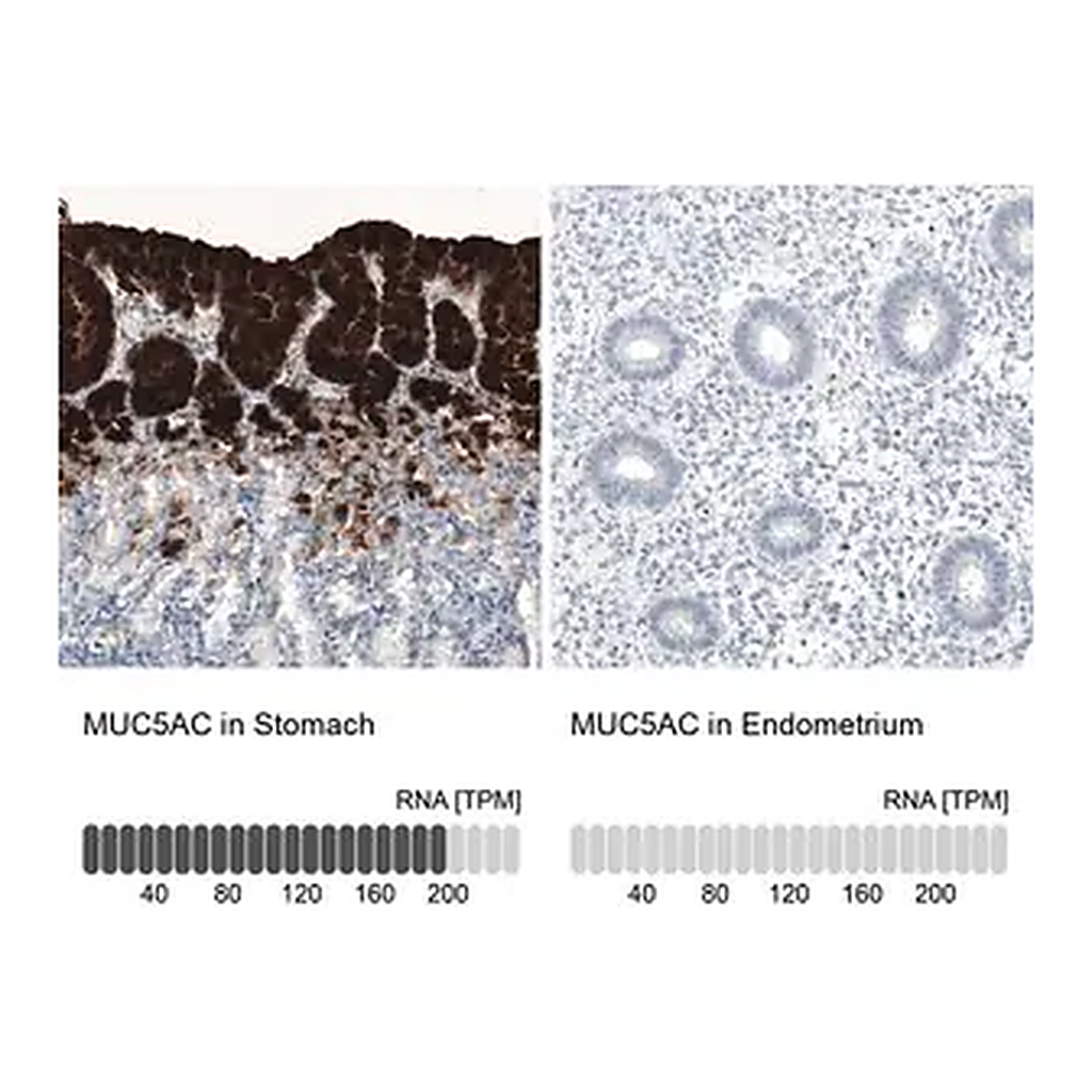 Merck Monoclonal Anti-MUC5AC antibody produced in mouse