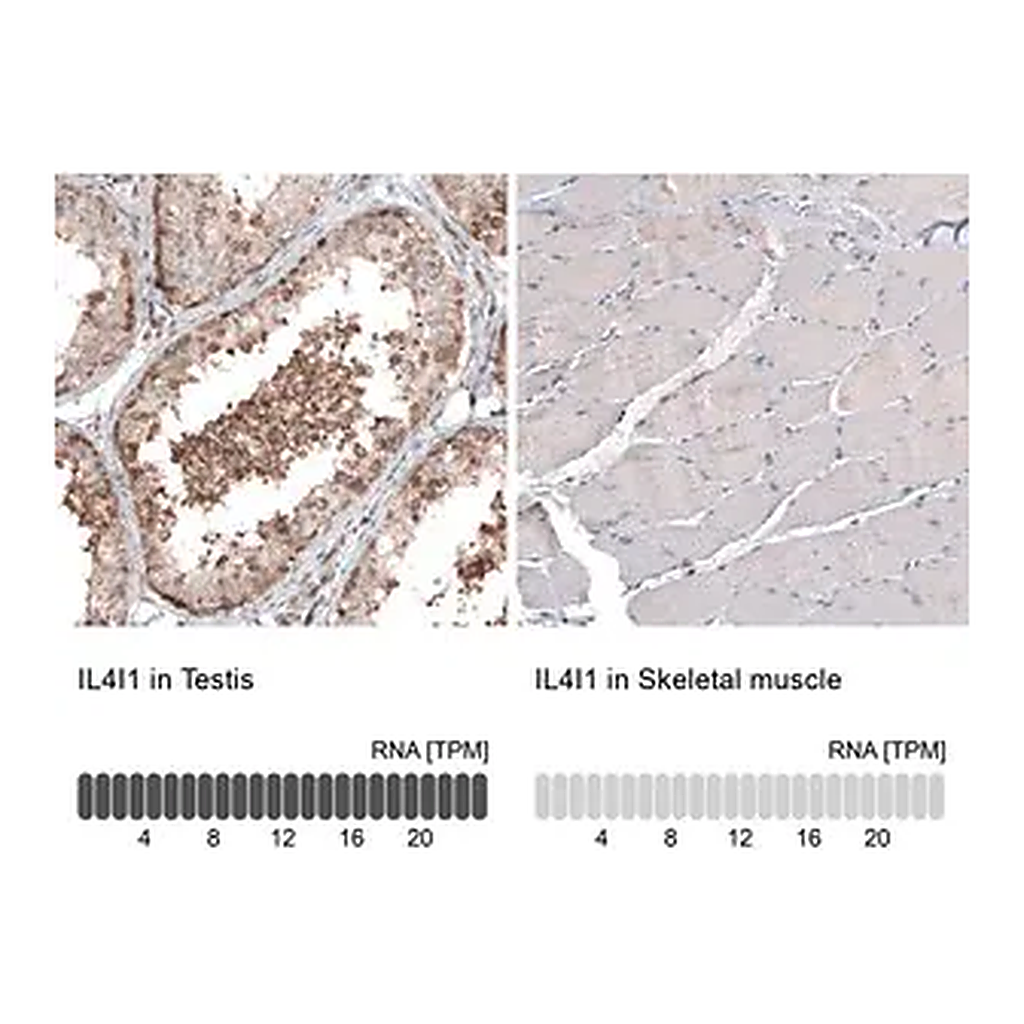 Merck Monoclonal Anti-IL4I1 antibody produced in mouse