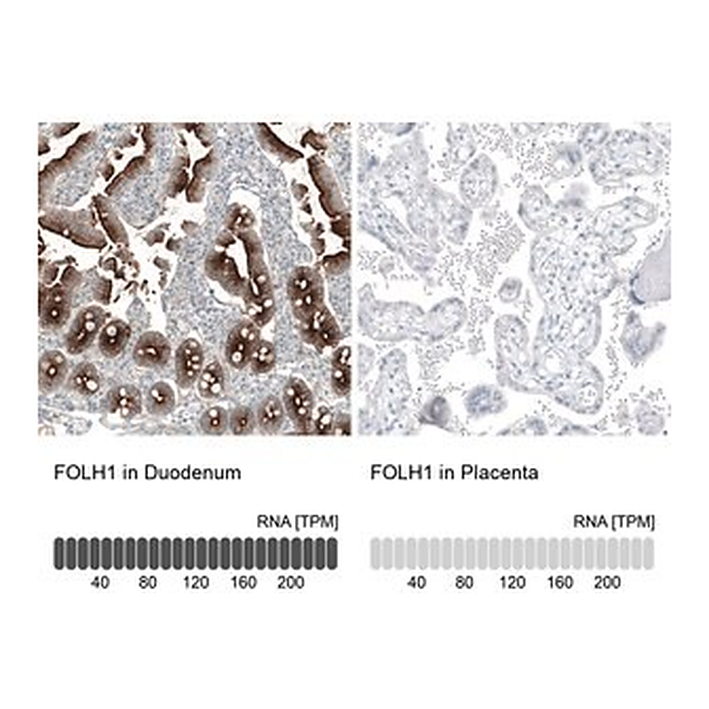 Merck Monoclonal Anti-FOLH1 antibody produced in mouse