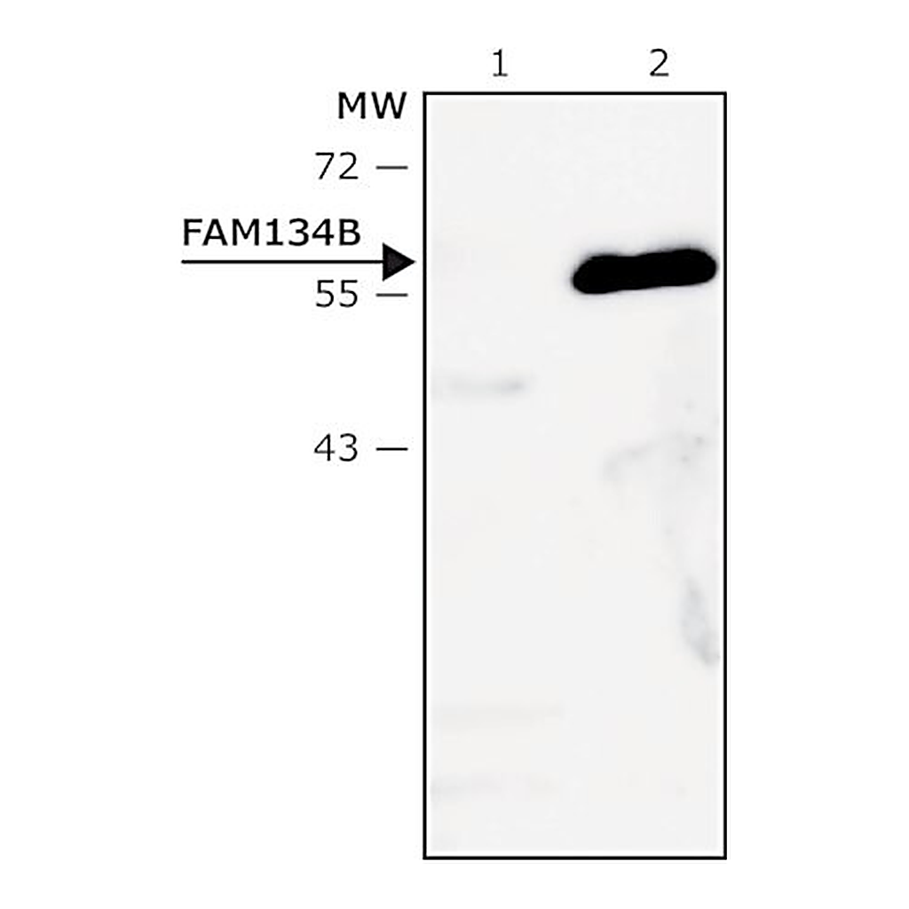 Merck Anti-FAM134B (lumenal) antibody produced in rabbit