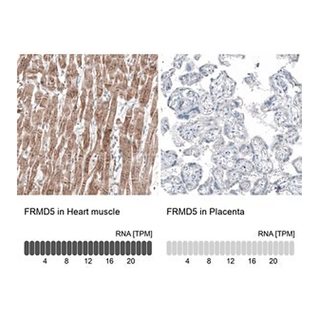 Merck Monoclonal Anti-FRMD5 antibody produced in mouse