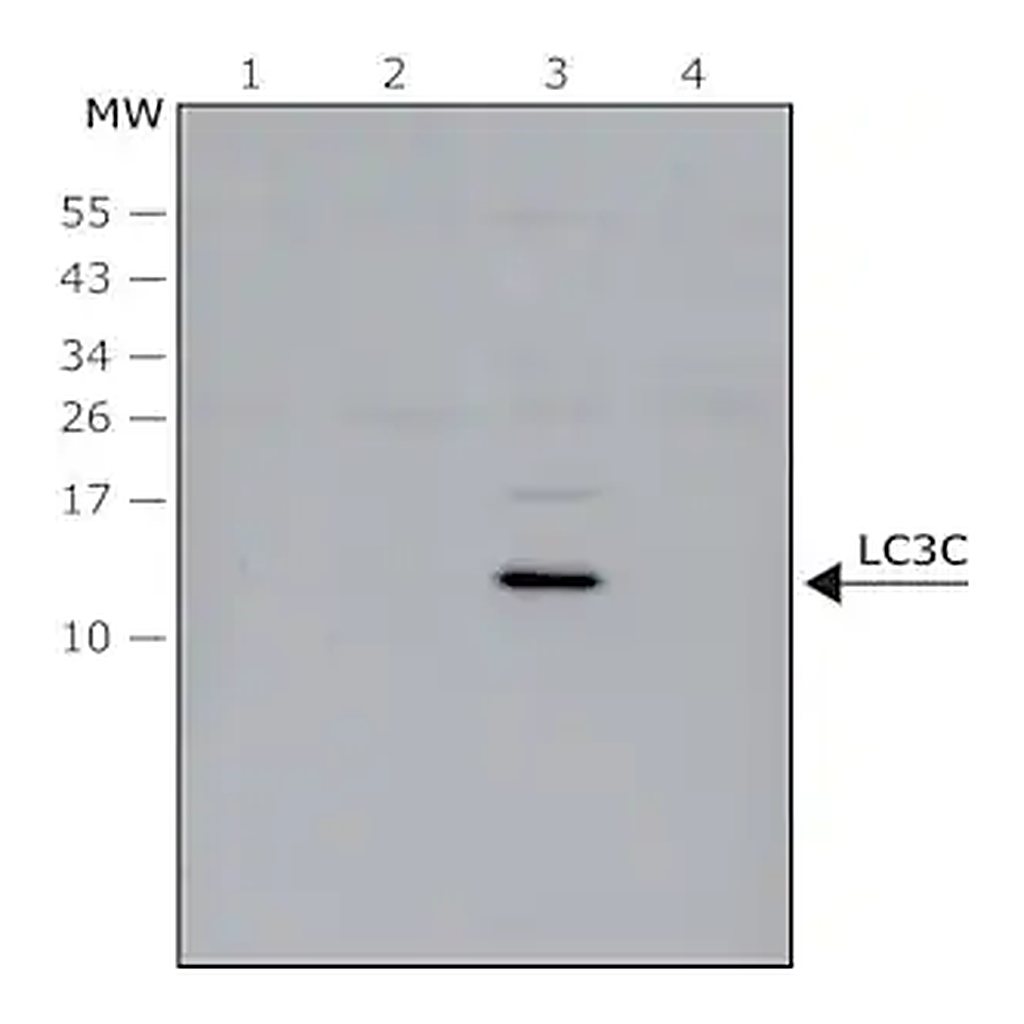 Merck Anti-LC3C antibody produced in rabbit