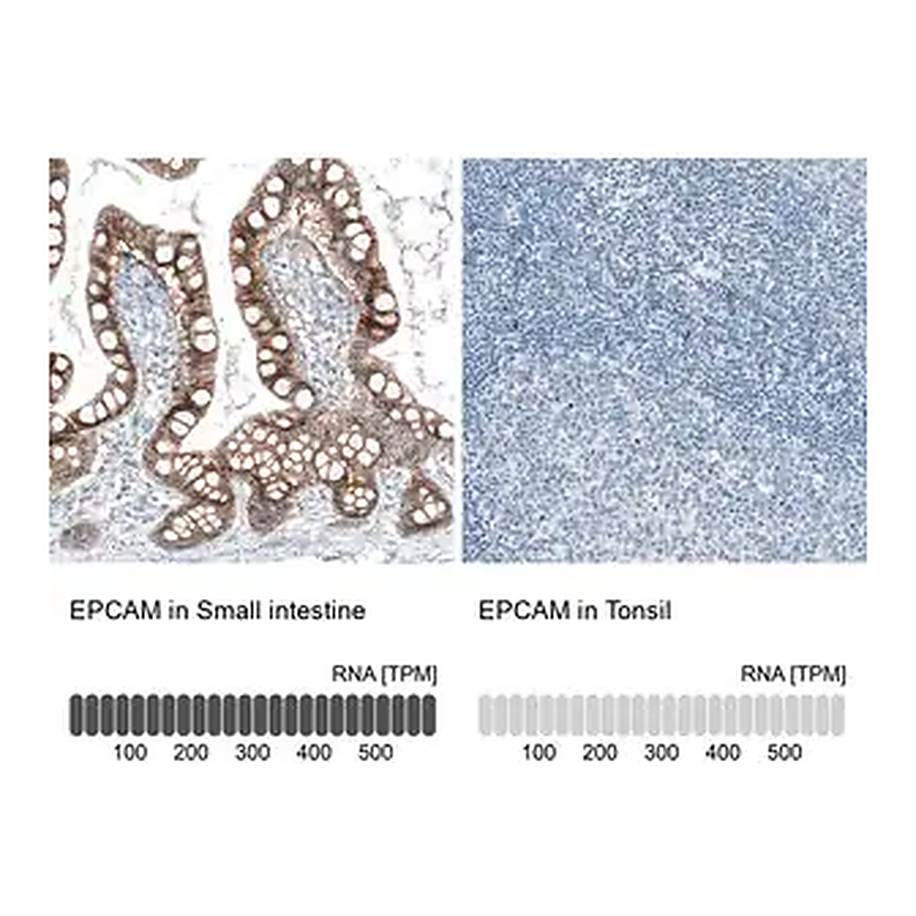 Merck Monoclonal Anti-EPCAM antibody produced in mouse