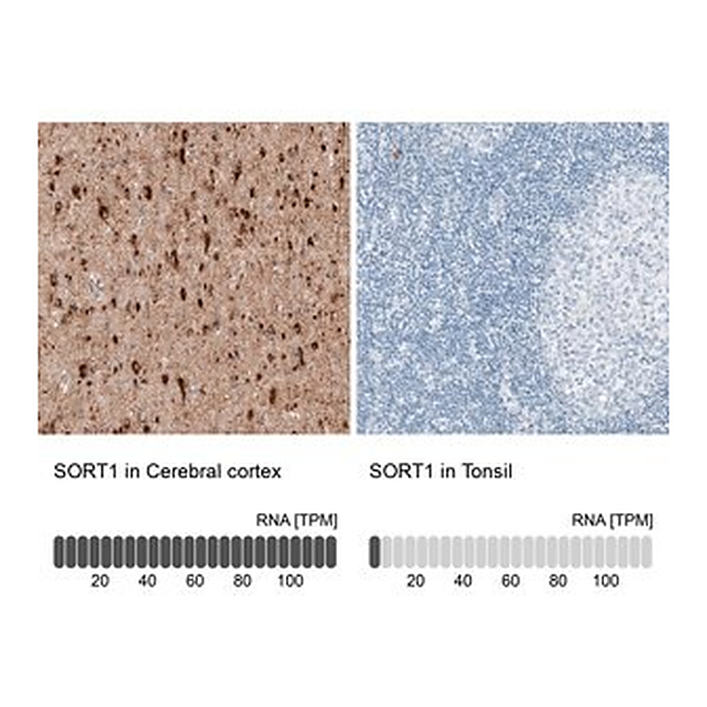 Merck Monoclonal Anti-SORT1 antibody produced in mouse