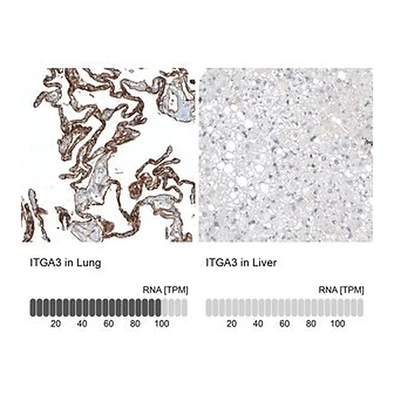 Merck Monoclonal Anti-ITGA3 antibody produced in mouse