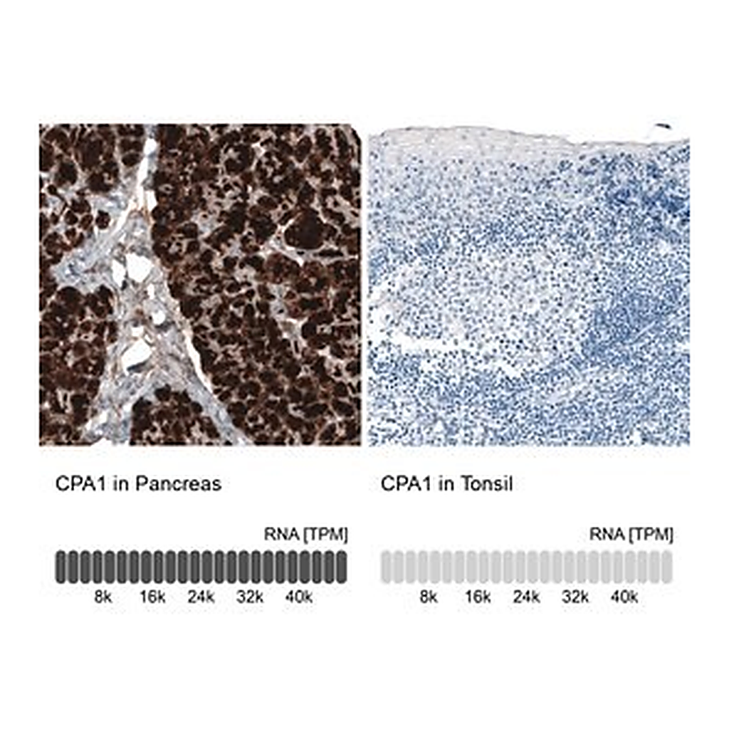 Merck Monoclonal Anti-CPA1 antibody produced in mouse