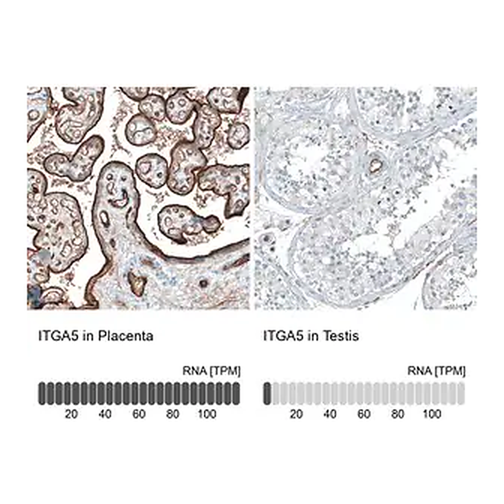 Merck Monoclonal Anti-ITGA5 antibody produced in mouse
