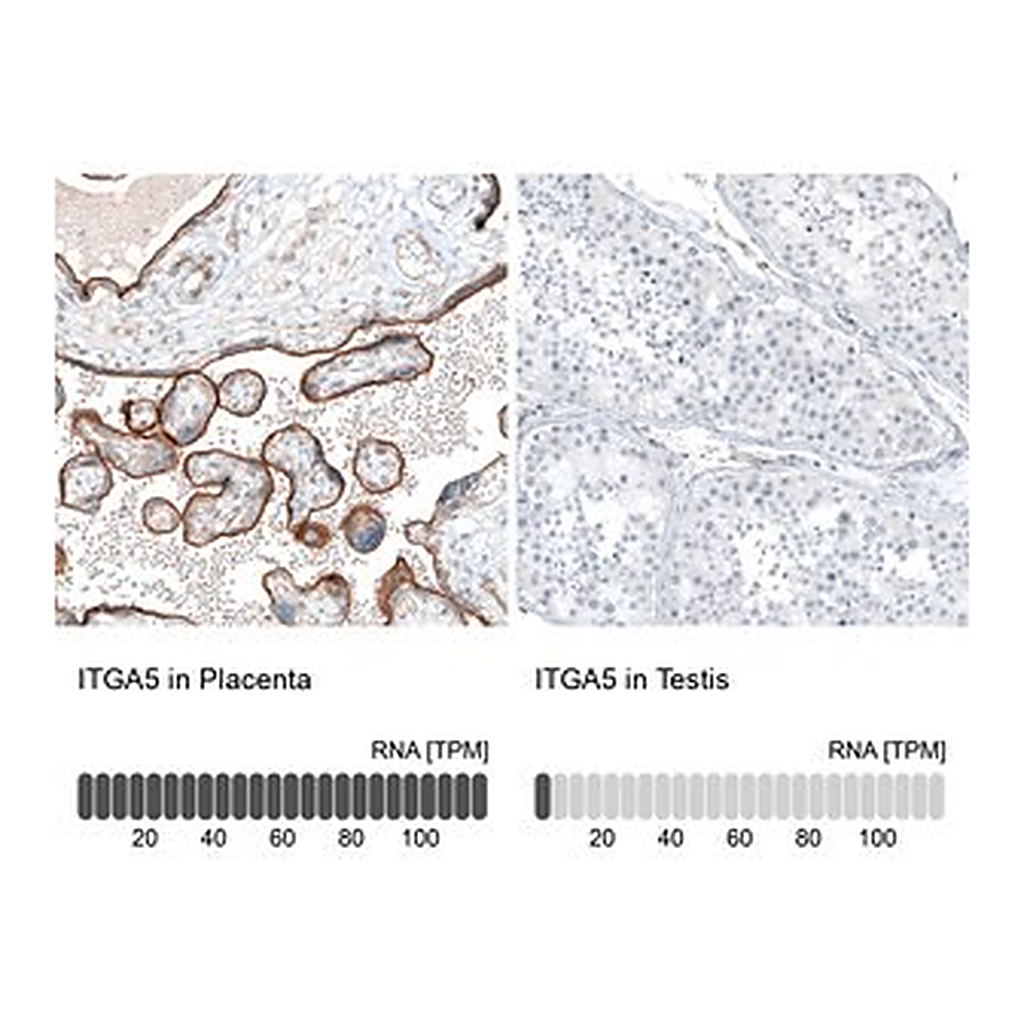 Merck Monoclonal Anti-ITGA5 antibody produced in mouse