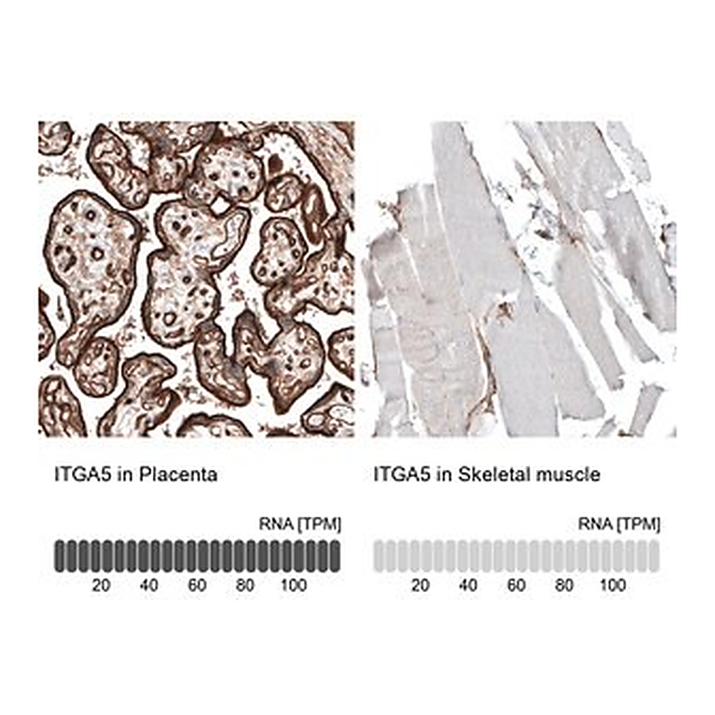Merck Monoclonal Anti-ITGA5 antibody produced in mouse