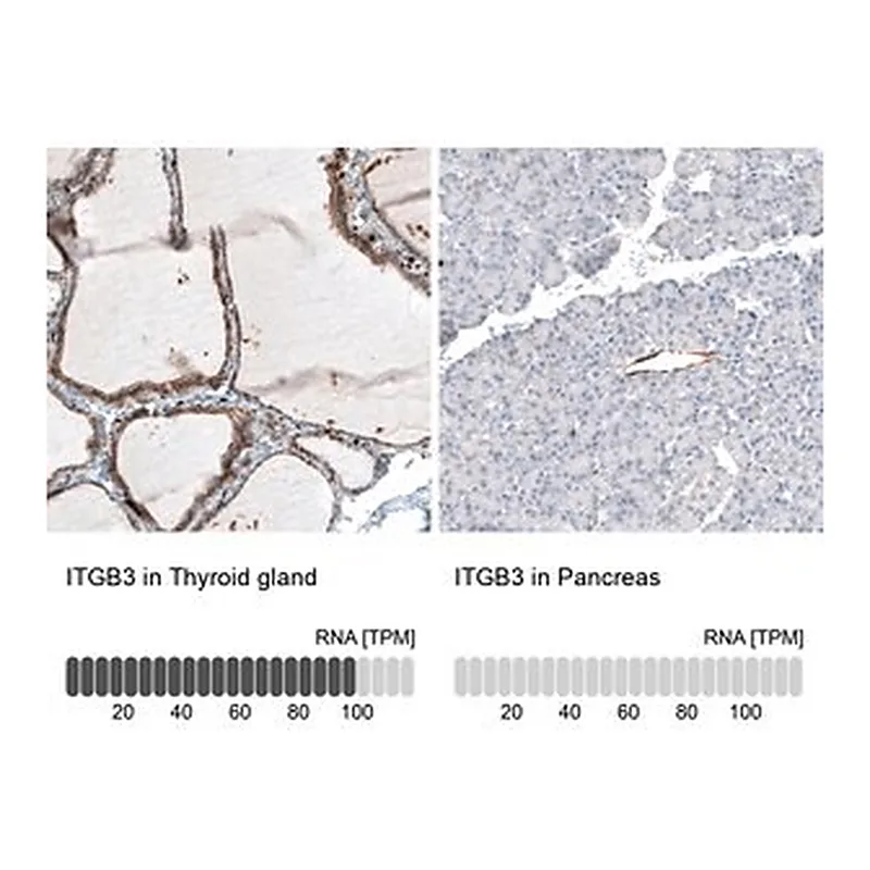 Merck Monoclonal Anti-ITGB3 antibody produced in mouse
