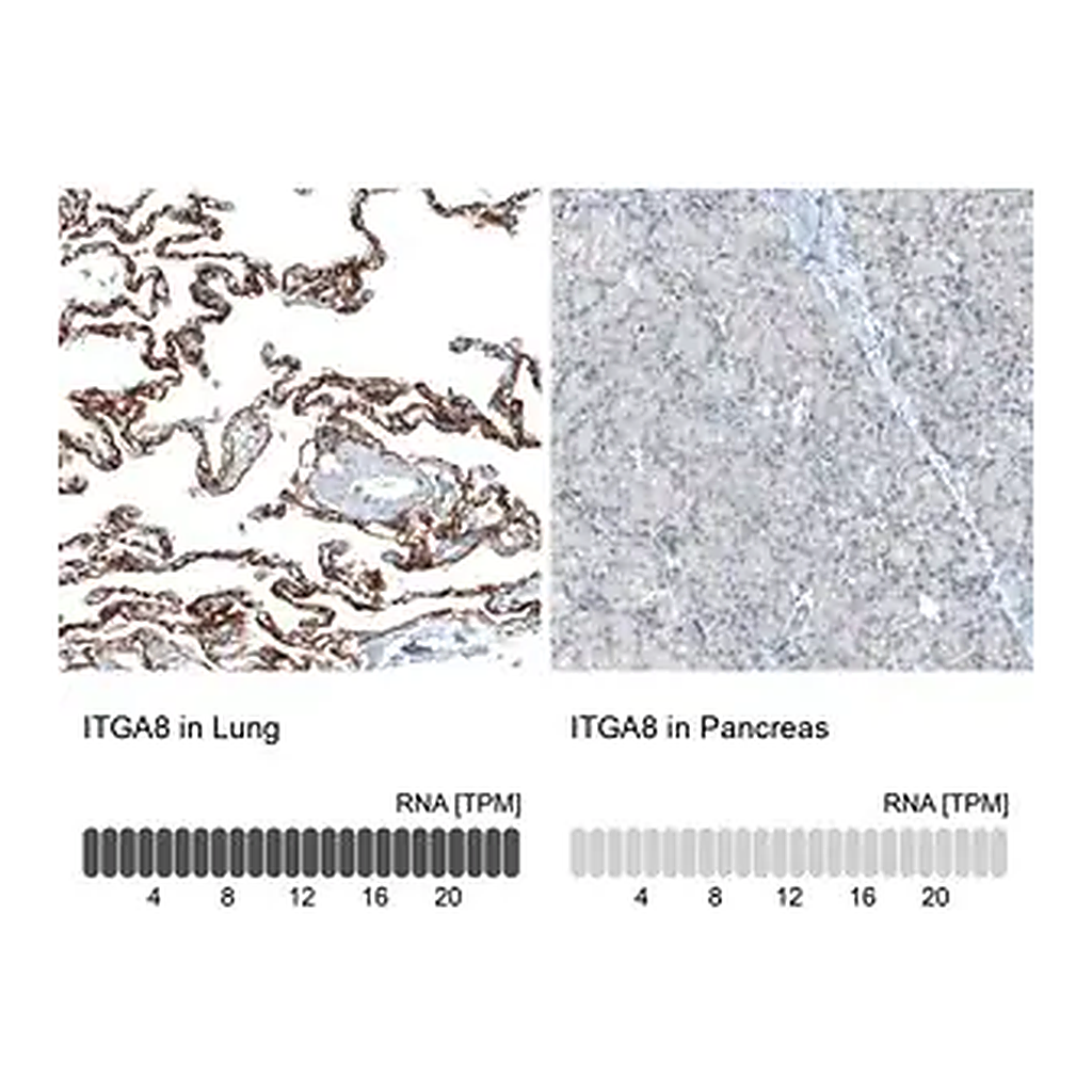 Merck Monoclonal Anti-ITGA8 antibody produced in mouse