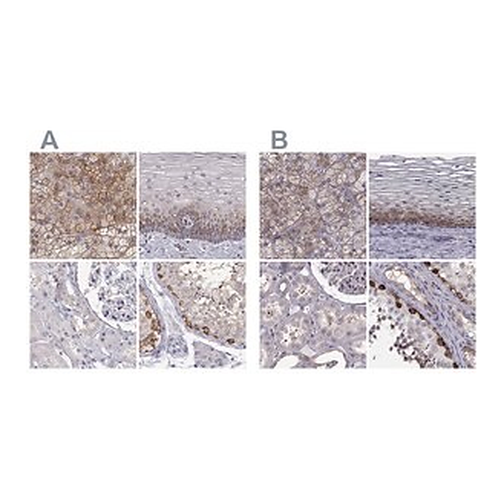 Merck Anti-HSP90AB1 antibody produced in rabbit