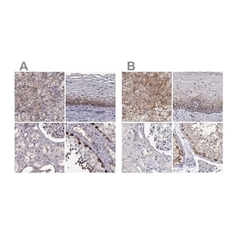 Merck Anti-HSP90AB1 antibody produced in rabbit