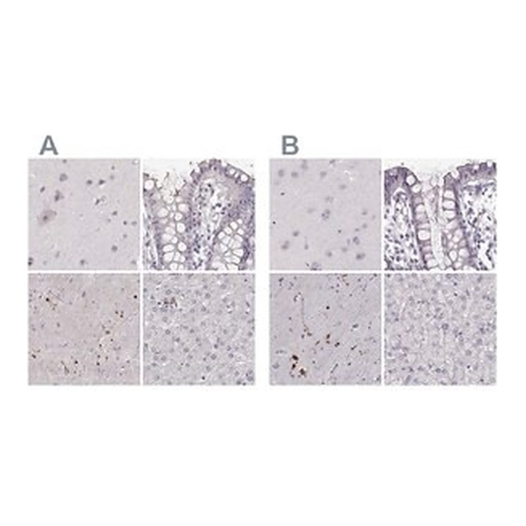 Merck Anti-RUNDC3A antibody produced in rabbit