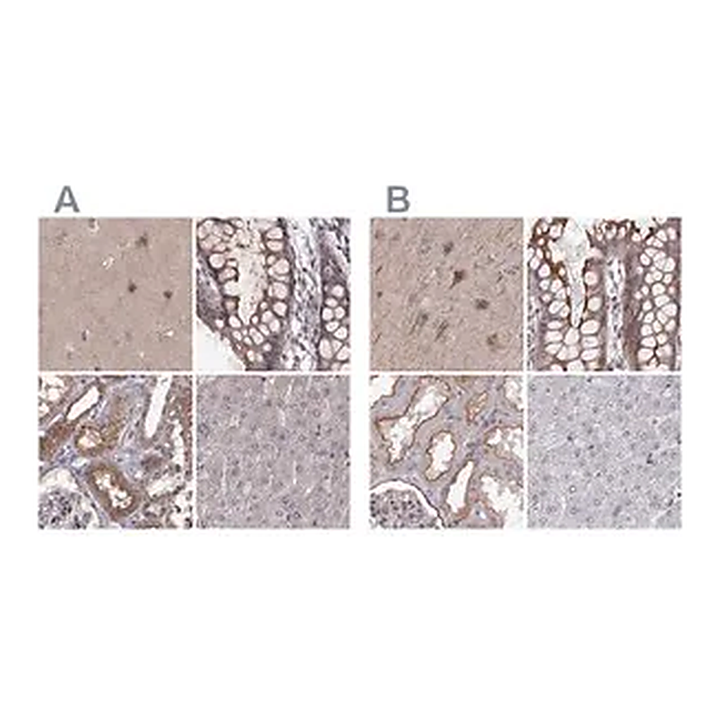 Merck Anti-PLEKHG3 antibody produced in rabbit