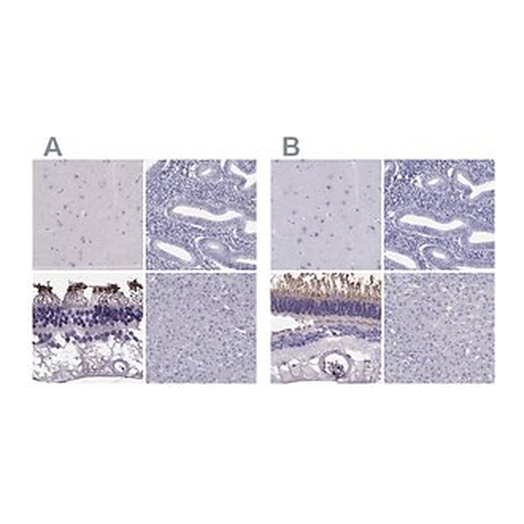 Merck Anti-PDE6A antibody produced in rabbit