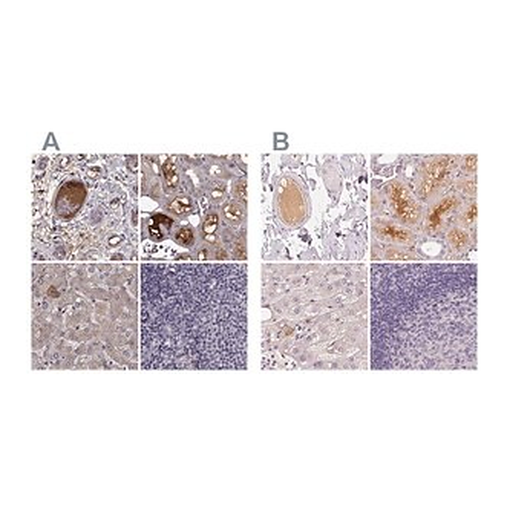 Merck Anti-AFM antibody produced in rabbit