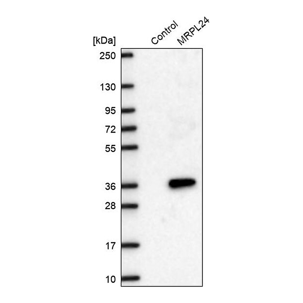 Merck Anti-MRPL24 antibody produced in rabbit