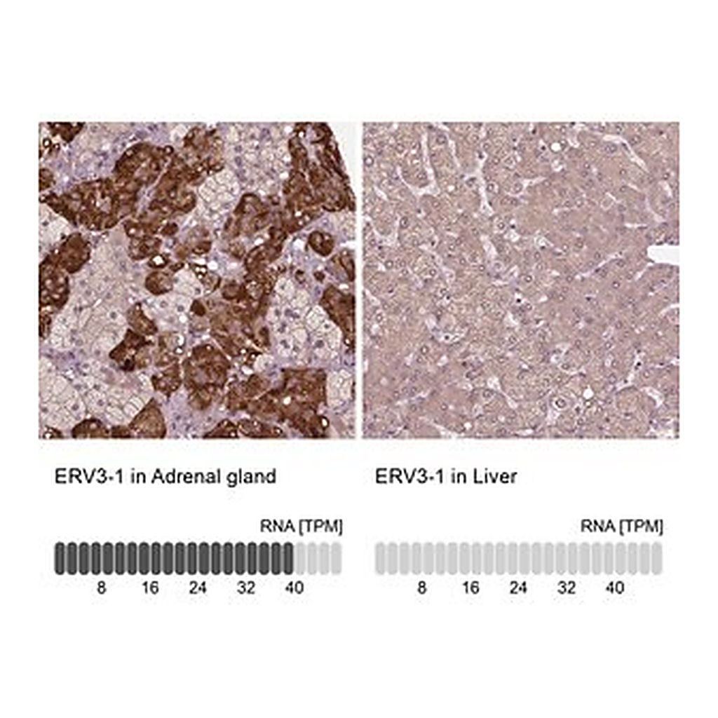Merck Anti-ERV3-1