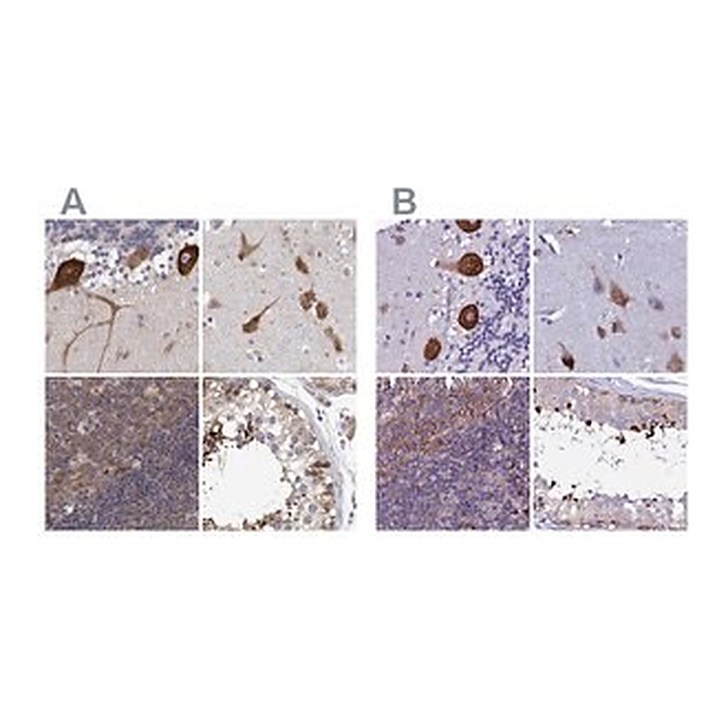 Merck Anti-EEF1G antibody produced in rabbit