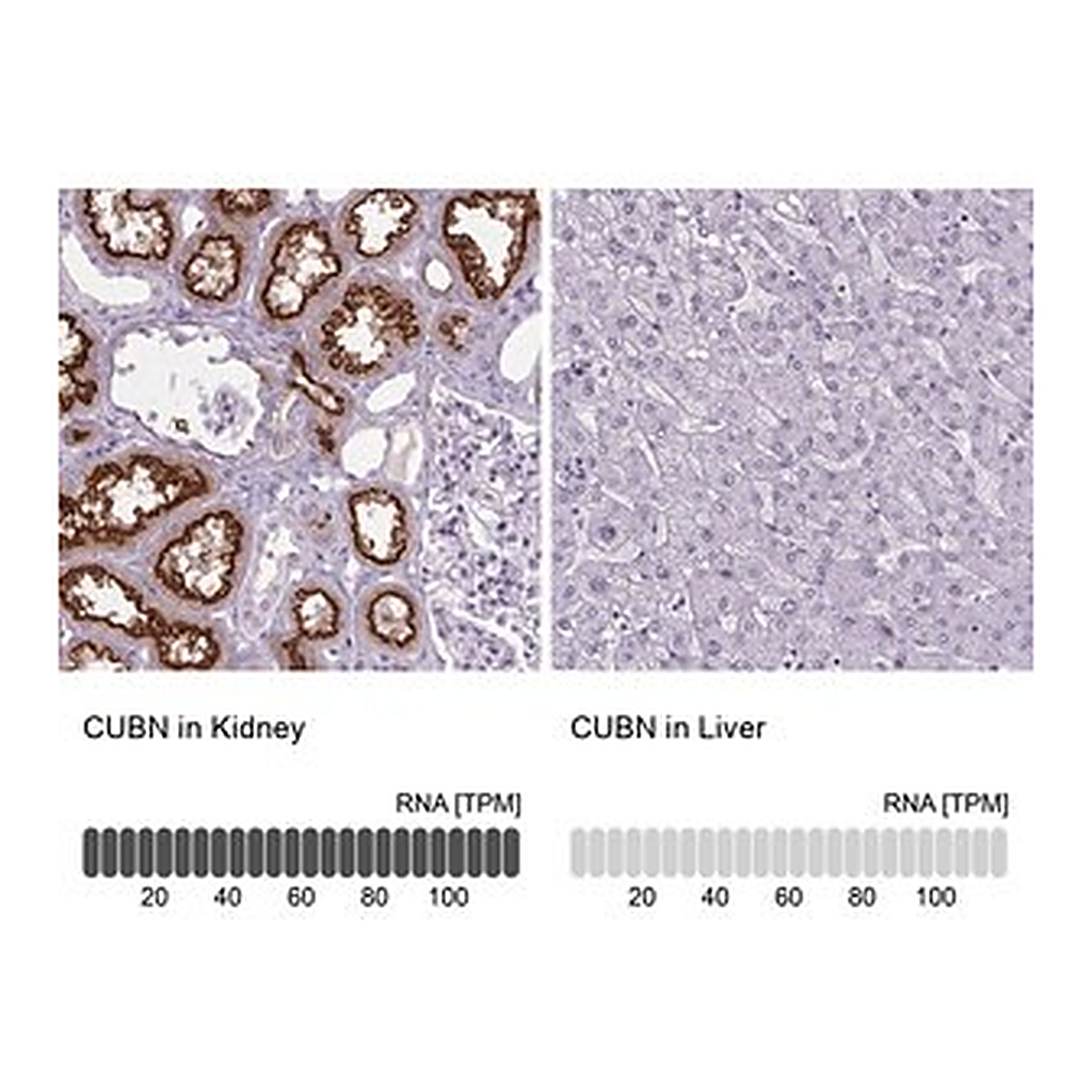 Merck Anti-CUBN antibody produced in rabbit