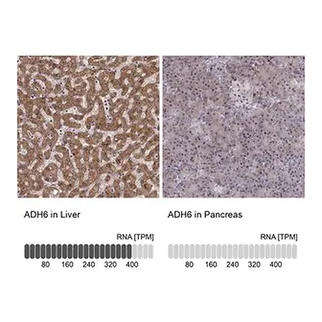 Merck Anti-ADH6