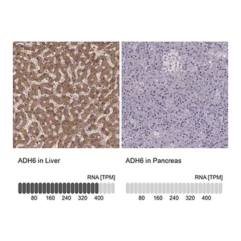 Merck Anti-ADH6