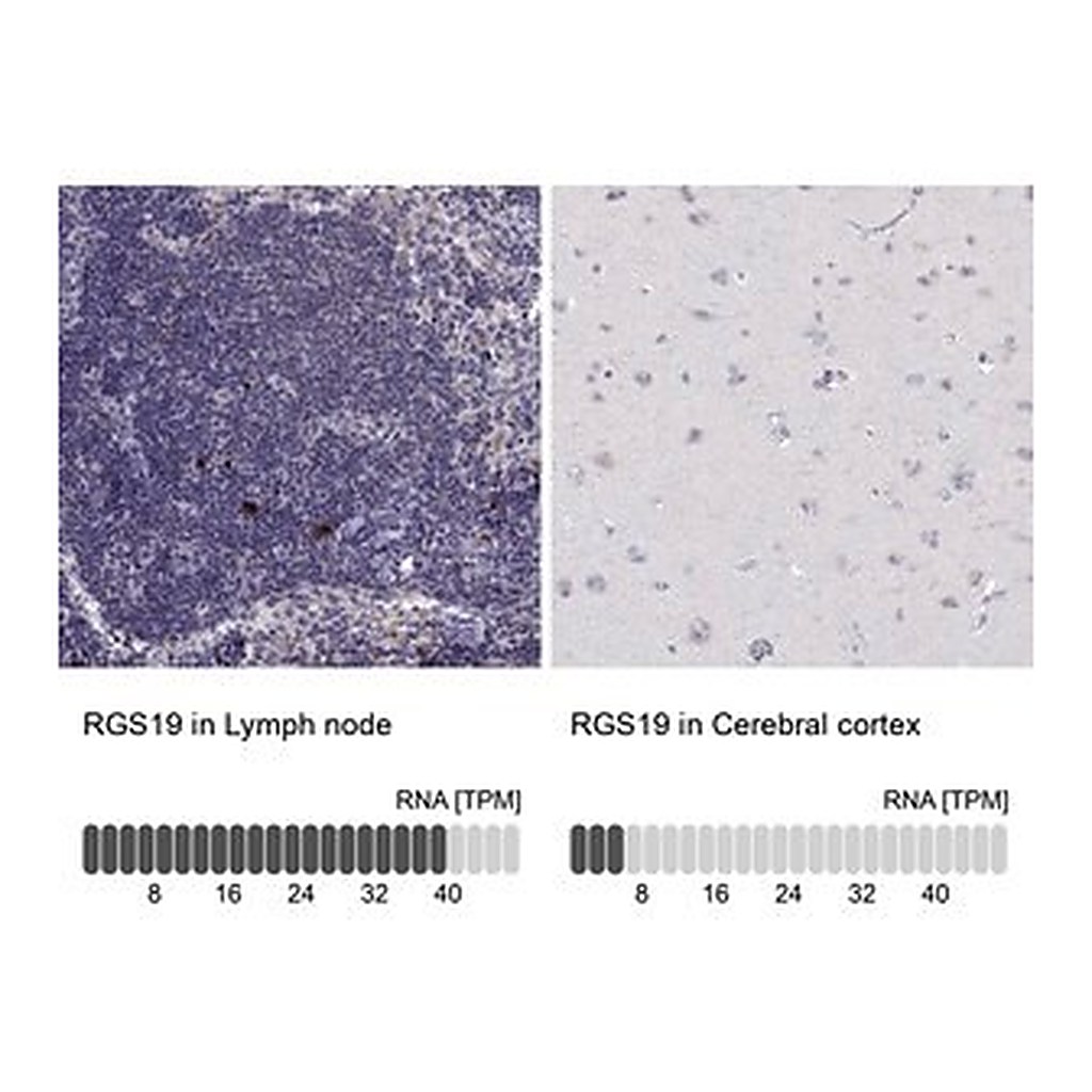 Merck Anti-RGS19