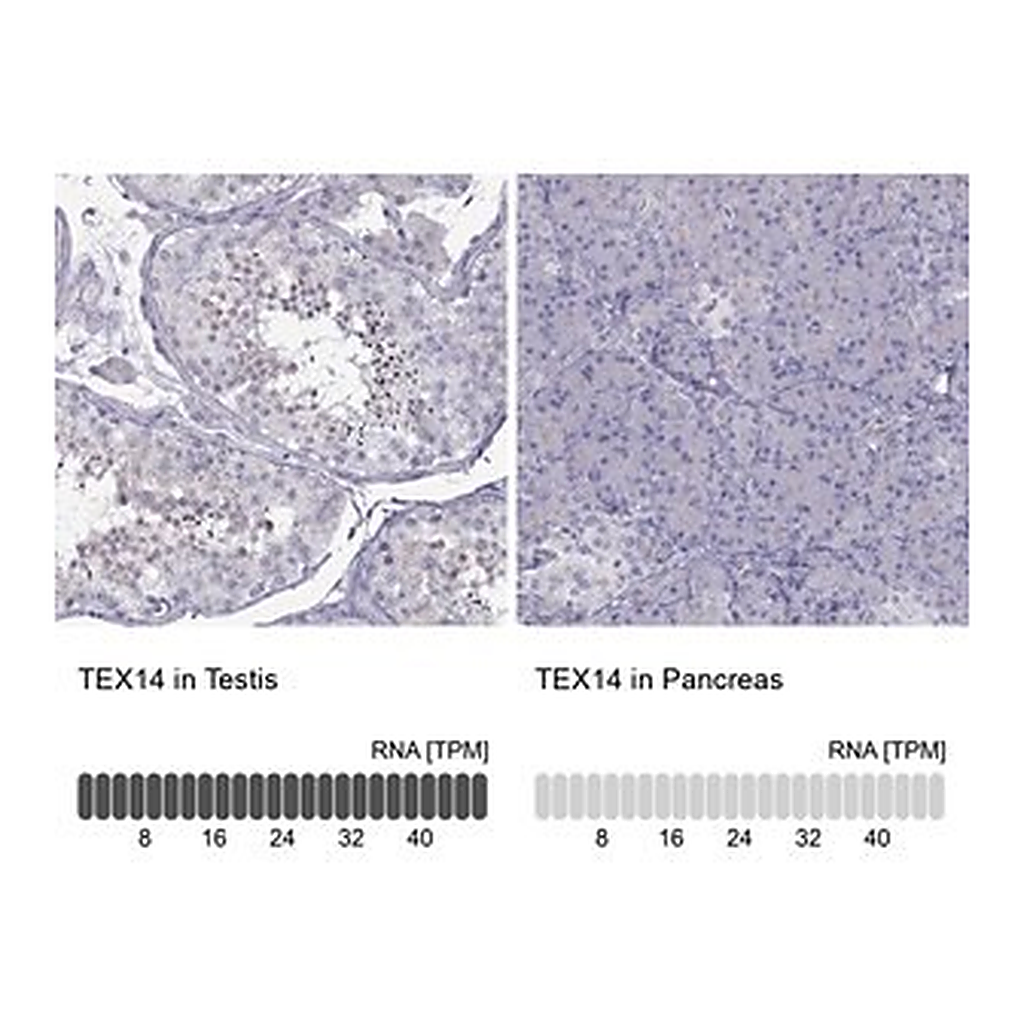 Merck Anti-TEX14
