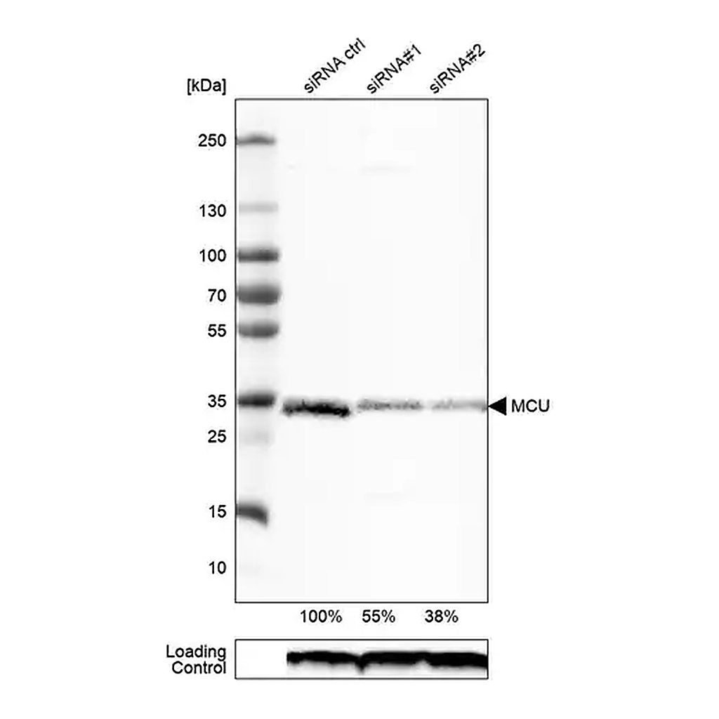 Merck Monoclonal Anti-MCU antibody produced in mouse