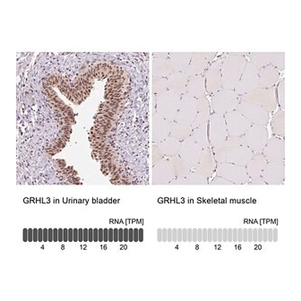 Merck Anti-GRHL3 antibody produced in rabbit