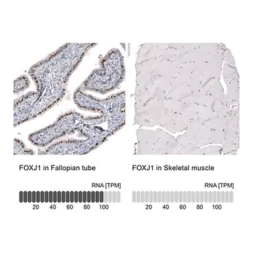 Merck Monoclonal Anti-FOXJ1 antibody produced in mouse