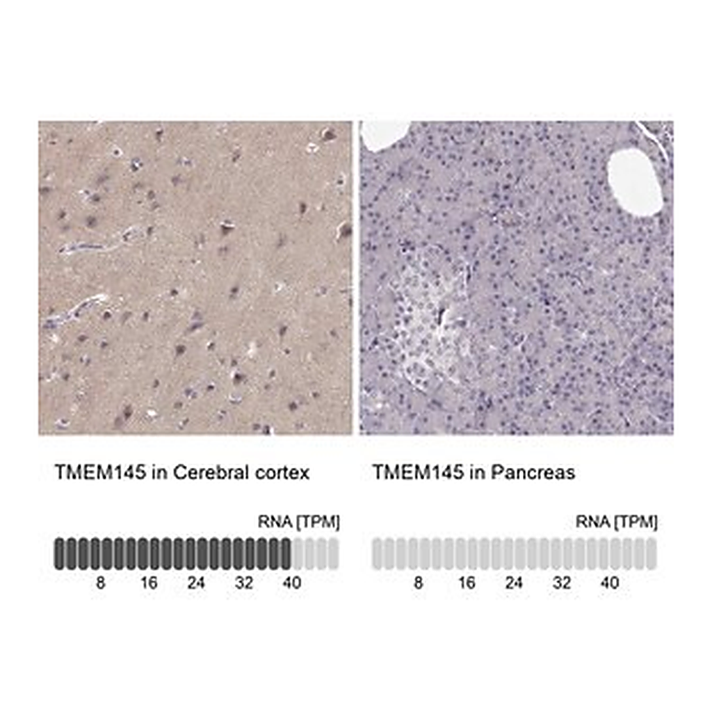 Merck Anti-TMEM145 antibody produced in rabbit