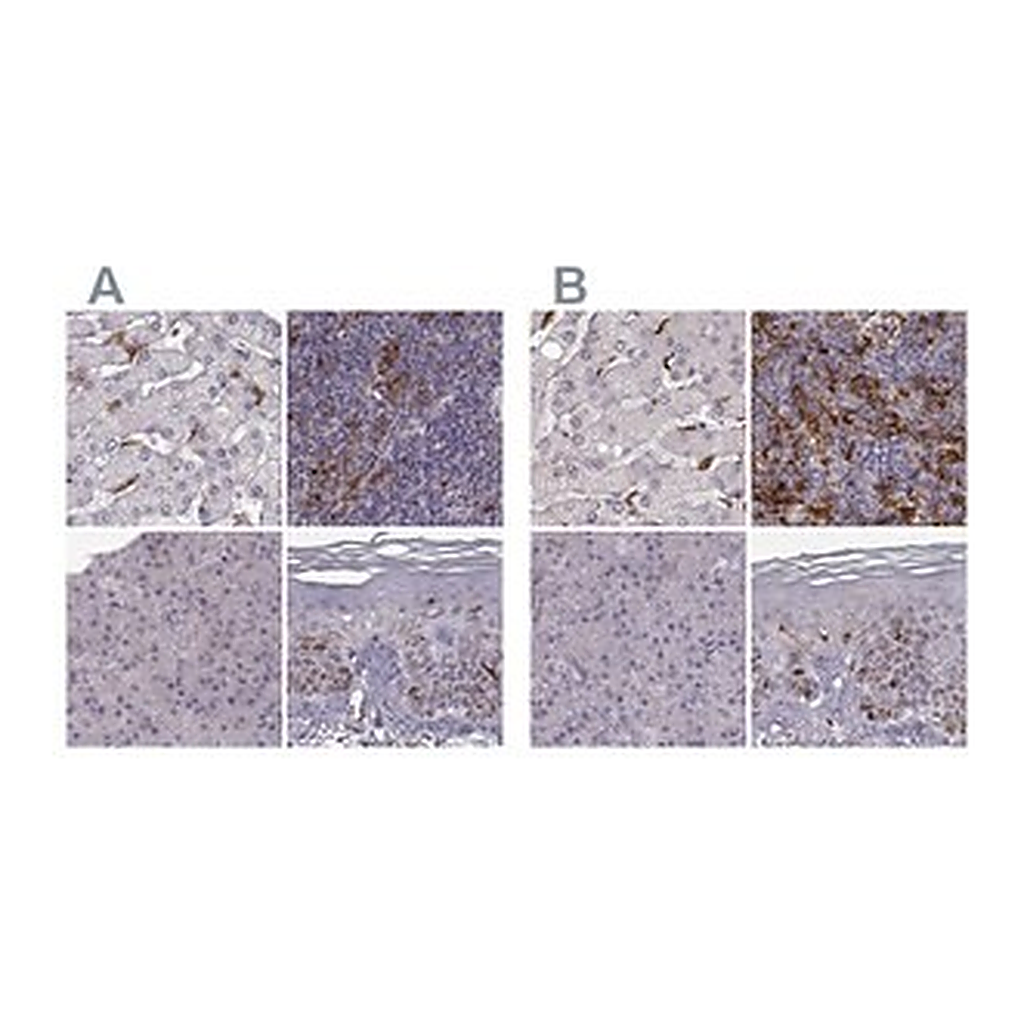 Merck Anti-CCNF antibody produced in rabbit