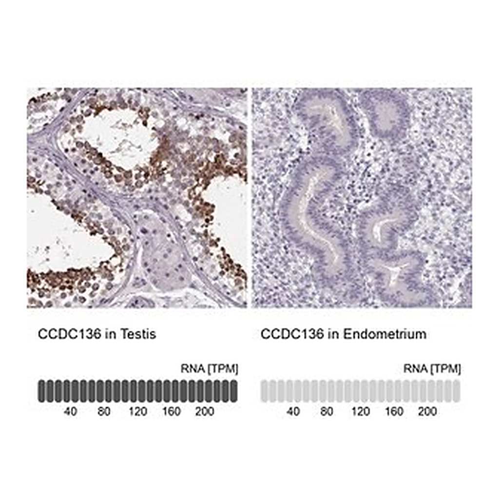 Merck Anti-CCDC136 antibody produced in rabbit
