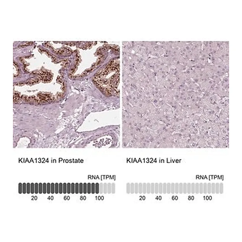 Merck Anti-KIAA1324 antibody produced in rabbit