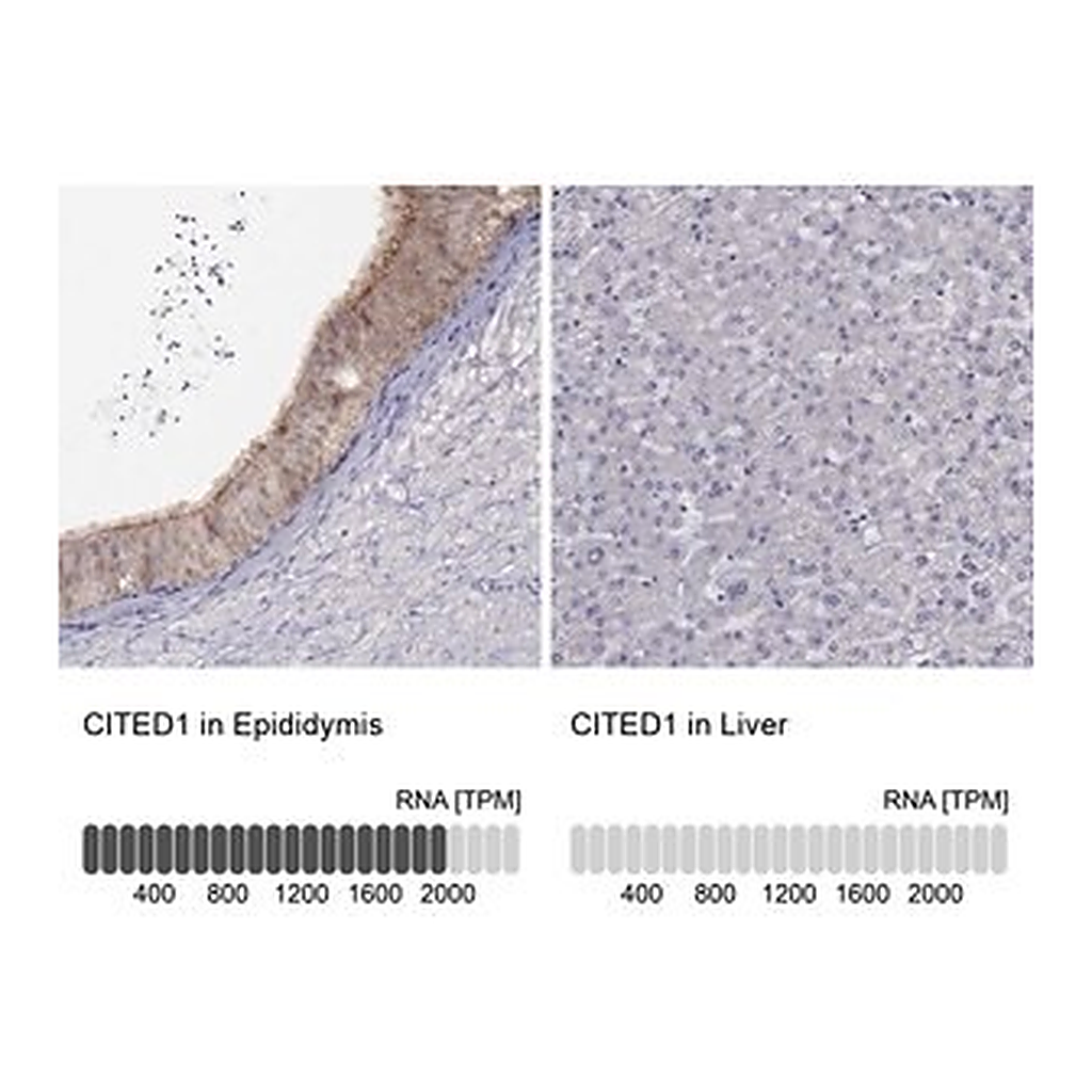 Merck Anti-CITED1 antibody produced in rabbit